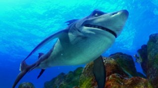 Online film Past na žraloka 2: příliv