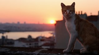 Online film Kedi