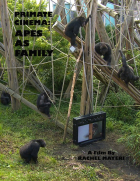 Online film Primate Cinema: Apes as Family