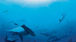 Online film Sharkwater