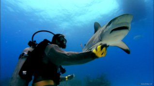 Online film Sharkwater