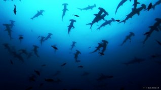 Online film Sharkwater