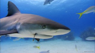 Online film Sharkwater