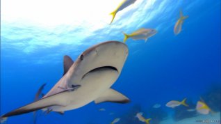 Online film Sharkwater