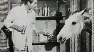 Online film The Horse in the Gray Flannel Suit