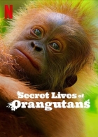 Online film Tajný život orangutanů