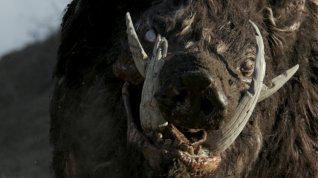 Online film Boar