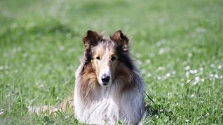 Online film Lassie