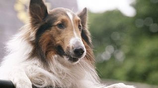 Online film Lassie